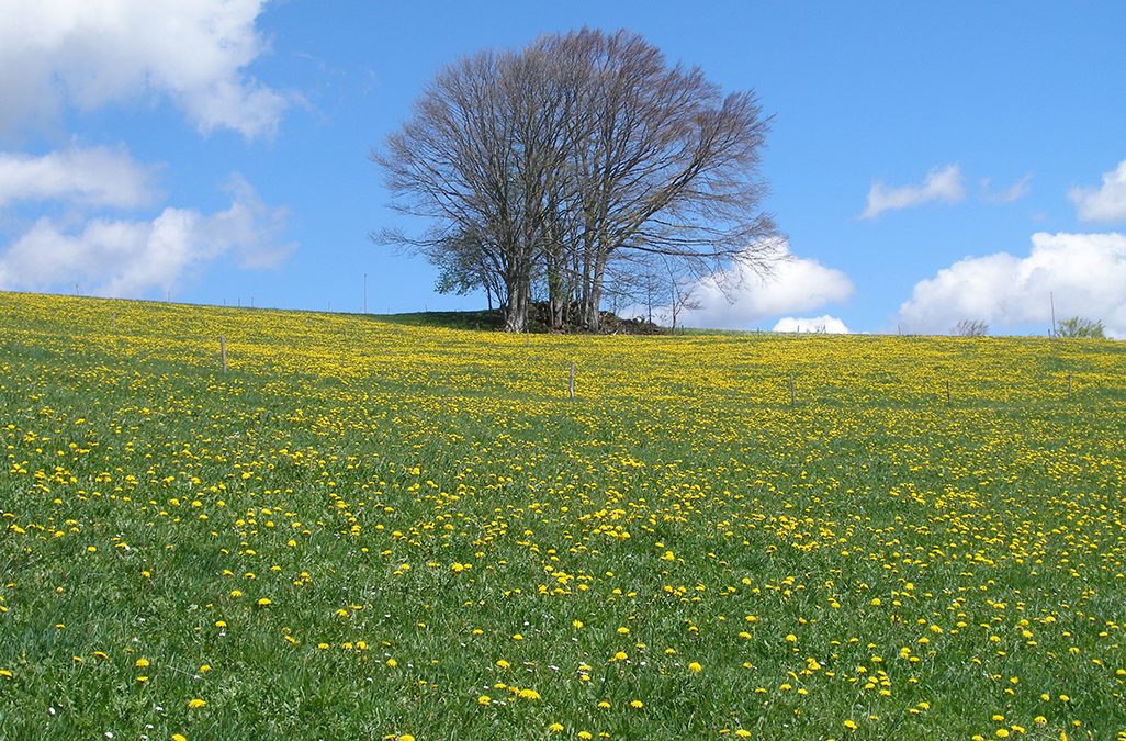 Foraging Dandelion