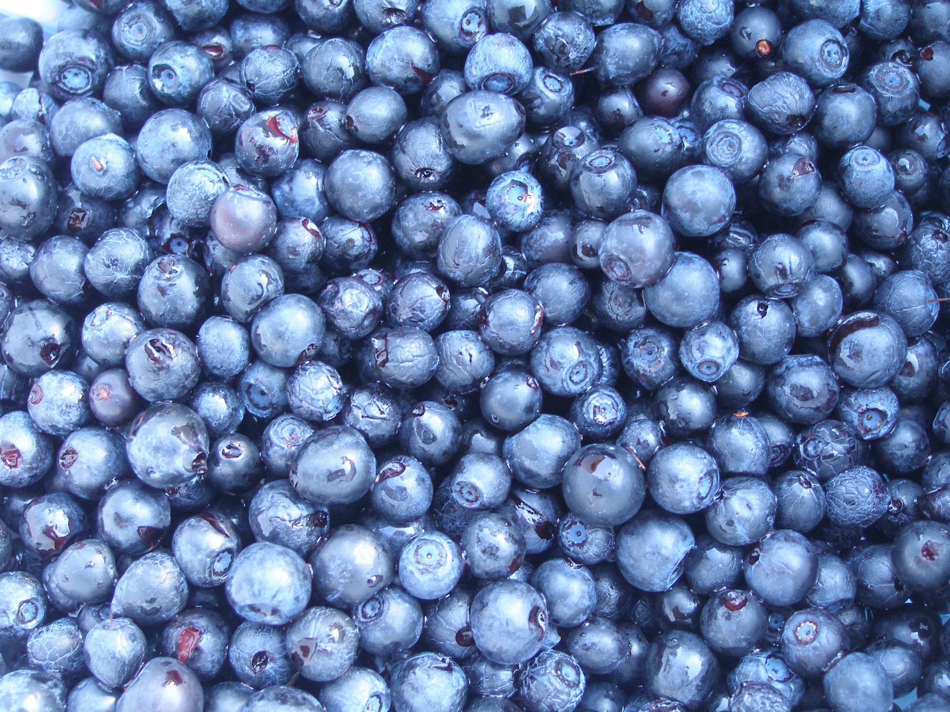 Blueberries, Vaccinium myrtillus