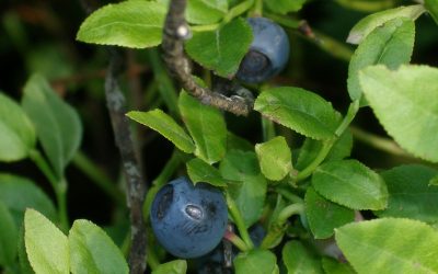 Blueberries (Vaccinium myrtillus)