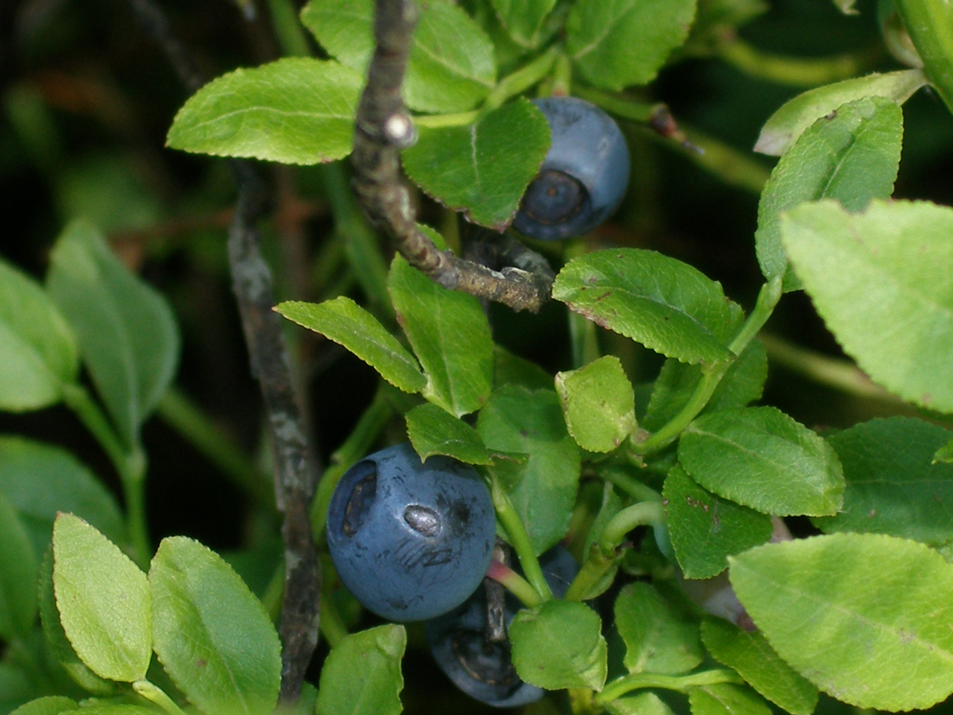 Blueberry bush - Vaccinium myrtillus