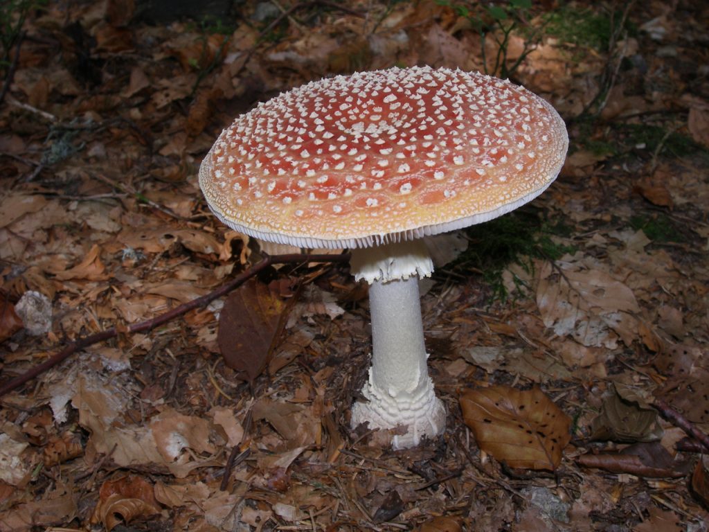 Fly Agaric