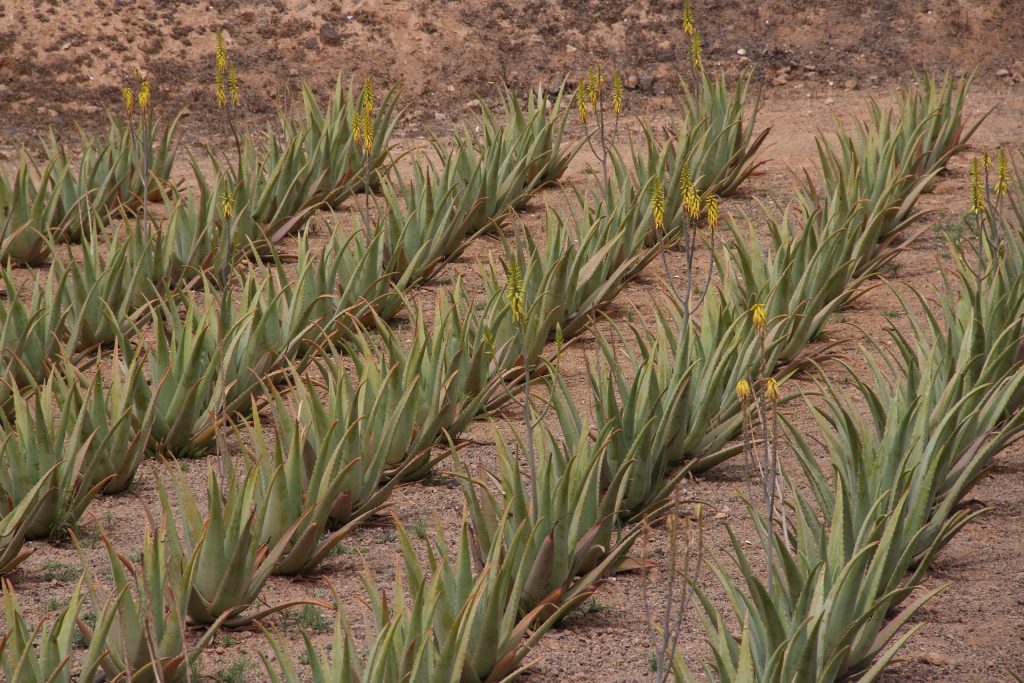 Aloe vera plantation