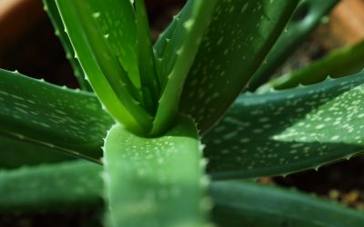 Aloe (Aloe vera)