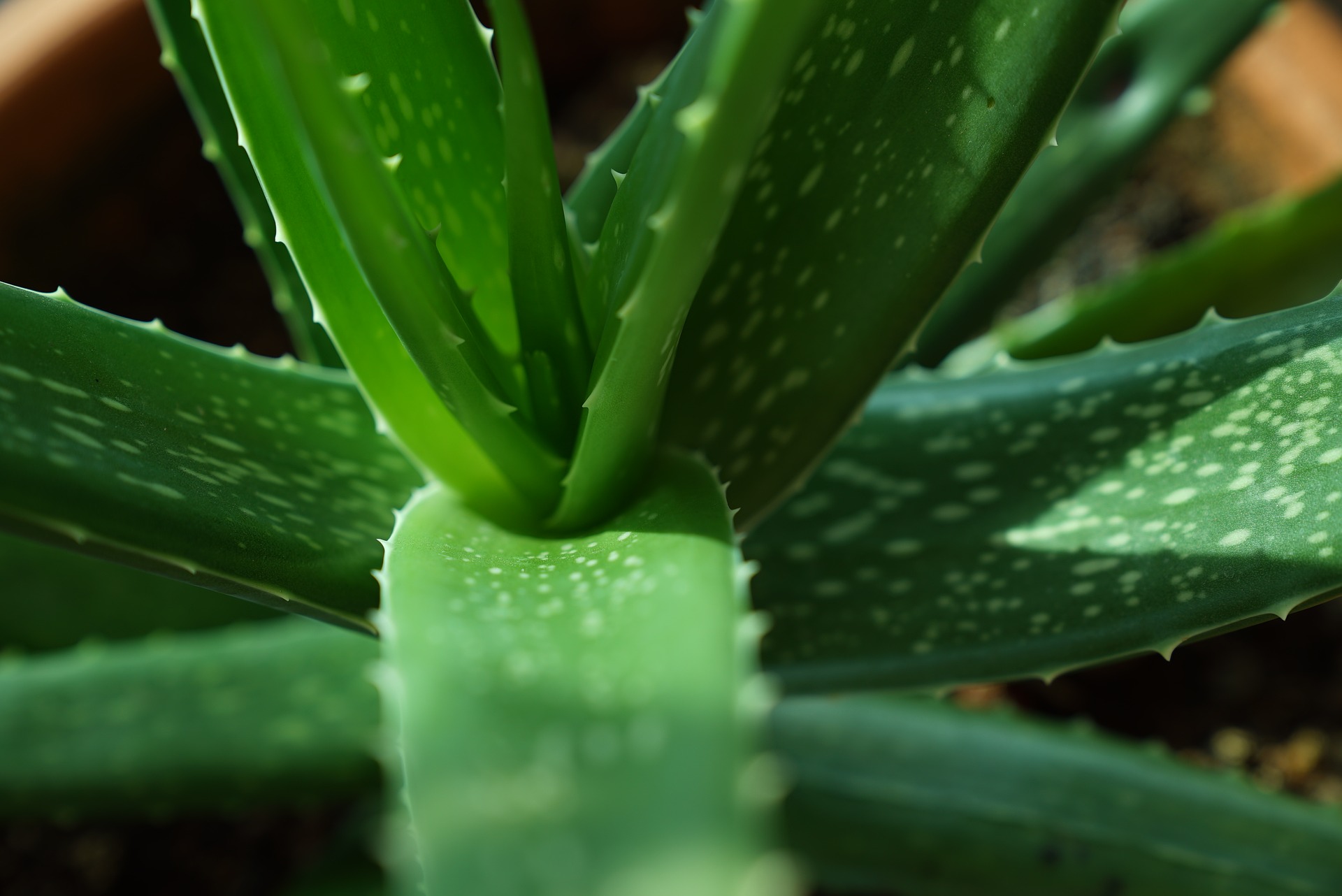 Aloe vera plant