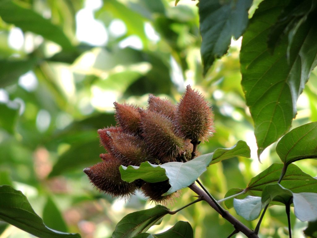 Annato pods