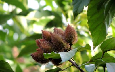 Annatto (Bixa orellana)