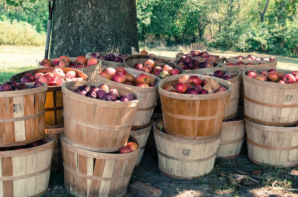 apple harvest