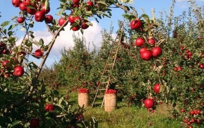 Apple Tree