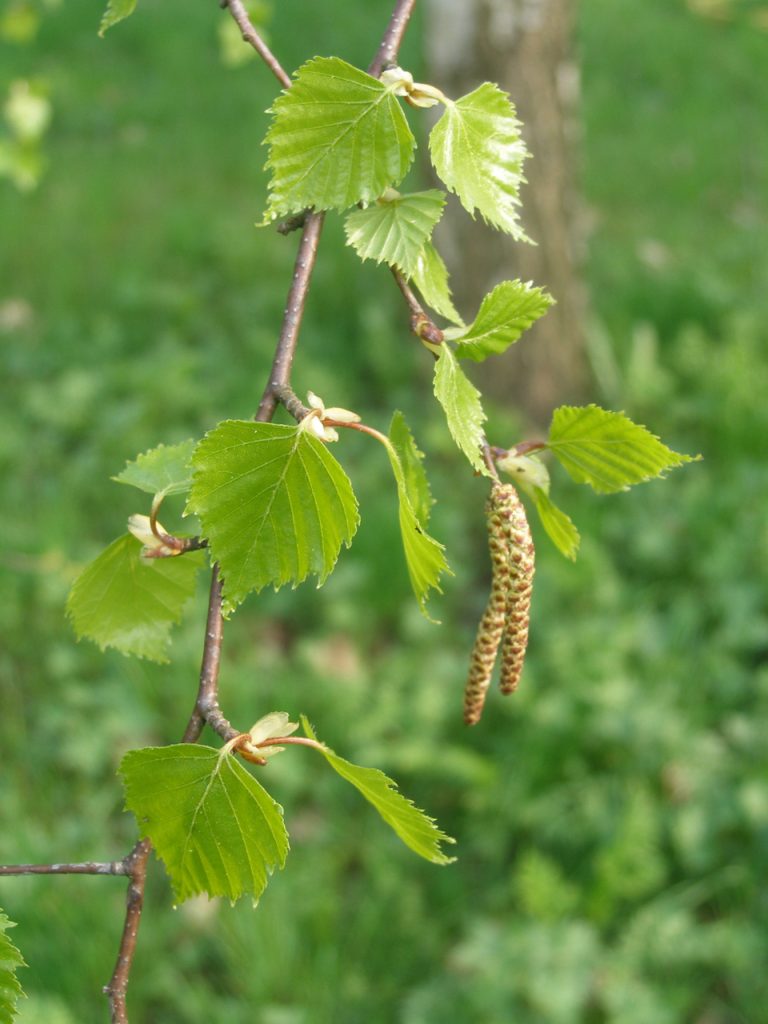 Birch catkins