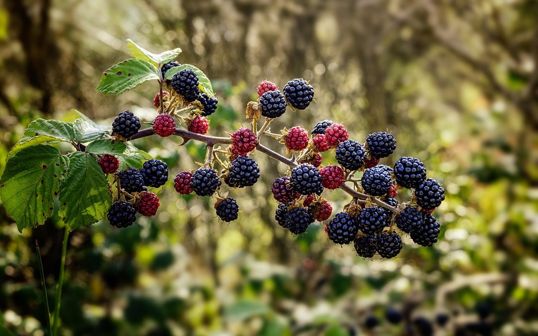 Blackberries (Rubus fruticosus)