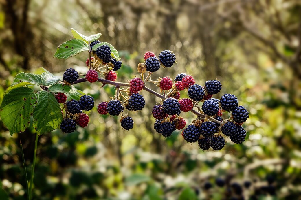 Blackberry Rubus fruticosus L. agg.