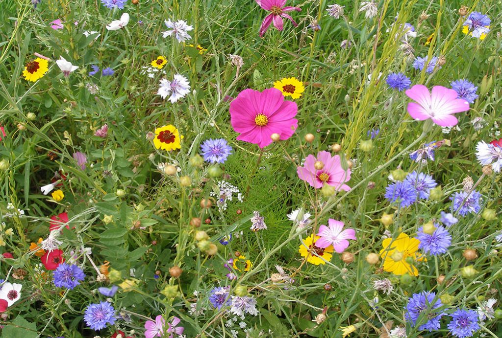 wild flower meadow