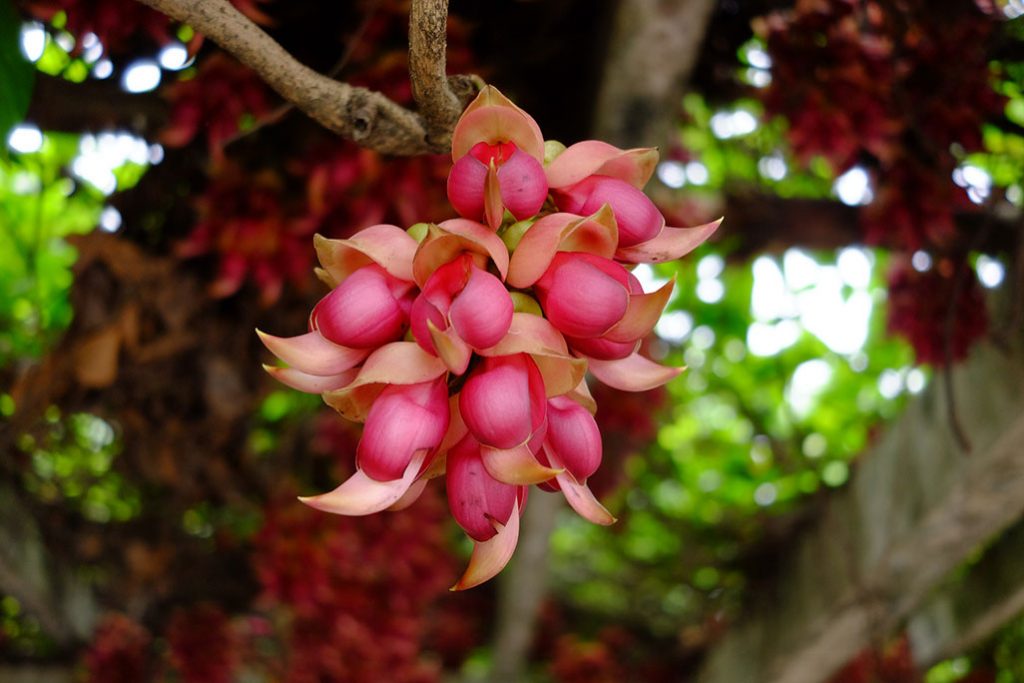 mucuna pruriens