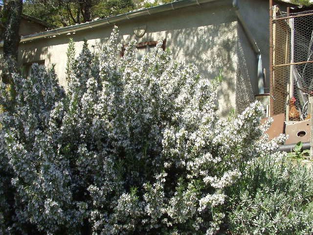 Rosemary bush