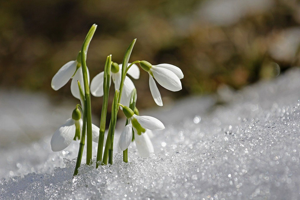 Imbolc - snowdrops harbour nature's awakening