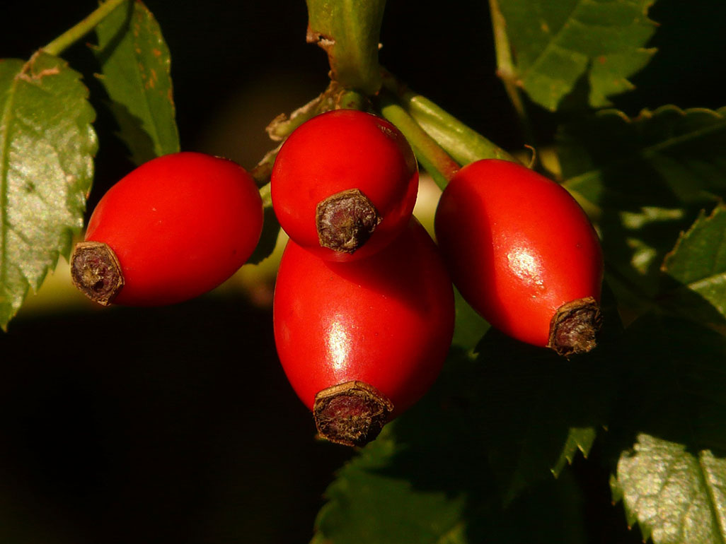 rosehips rosehips -Rosa spp.