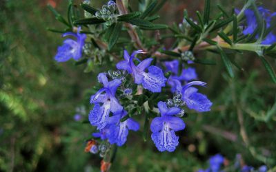 Rosemary – Rosemarinus officinalis