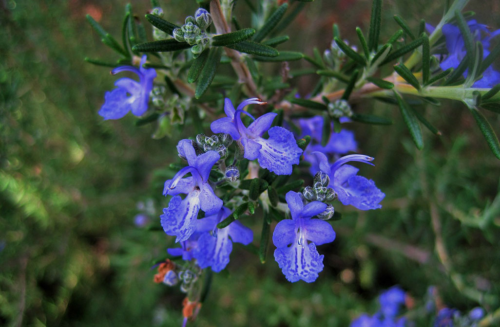 Rosemary – Rosmarinus officinalis