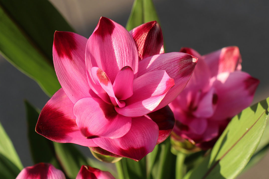 Turmeric flower - Curcuma longa