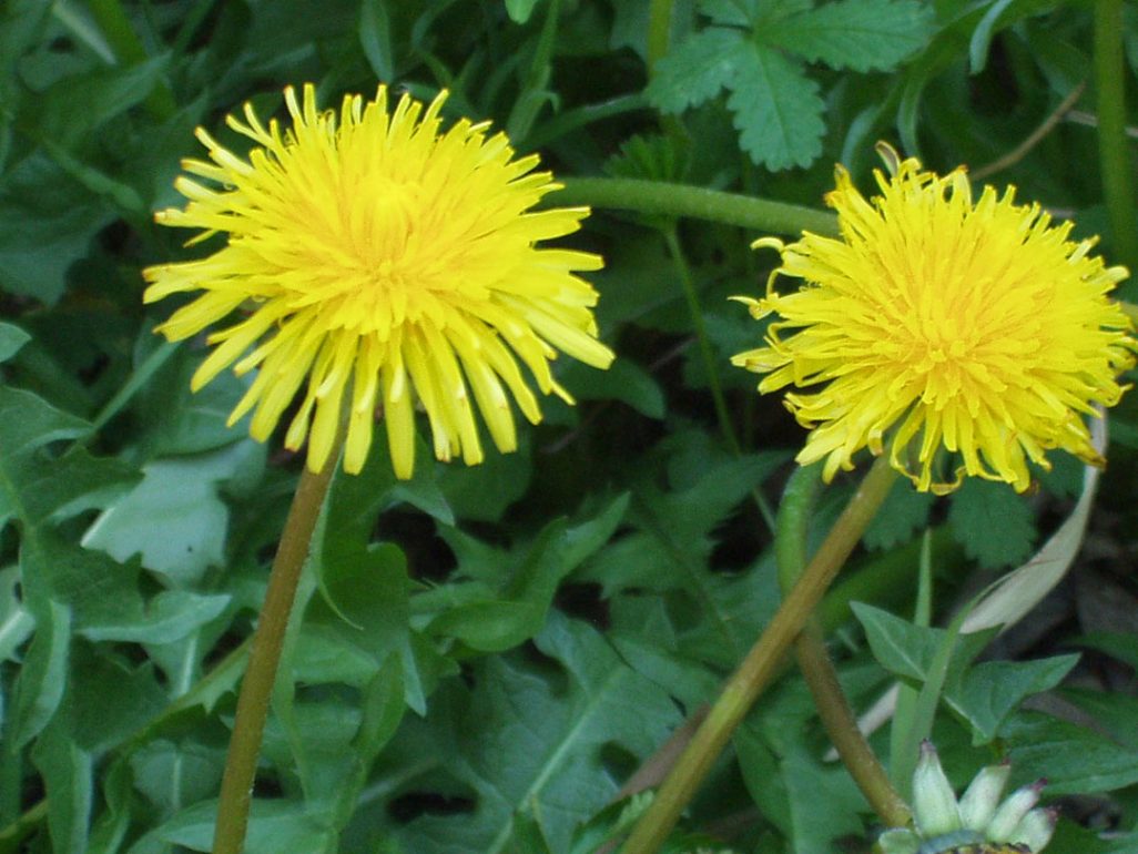 Dandelion