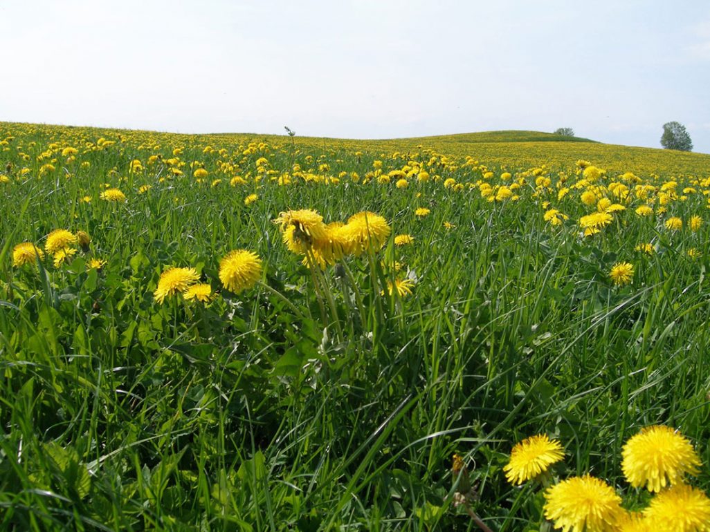 Dandelion fields forever