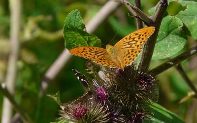 Burdock – Arctium Lappa