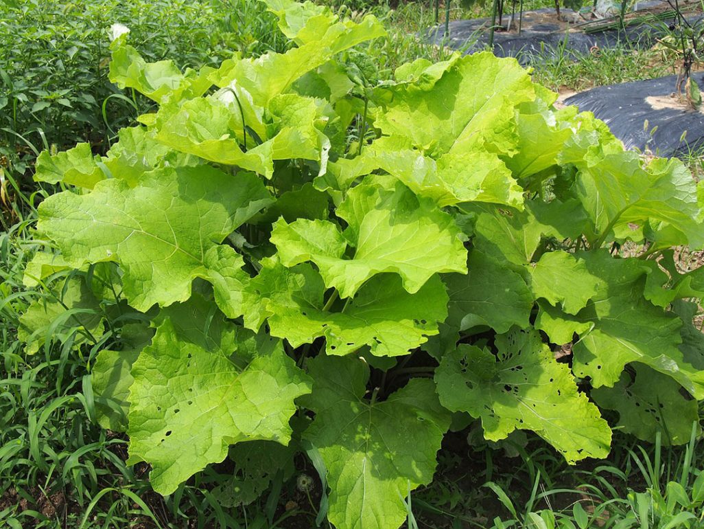 Burdock with its huge, heart-shaped leaves