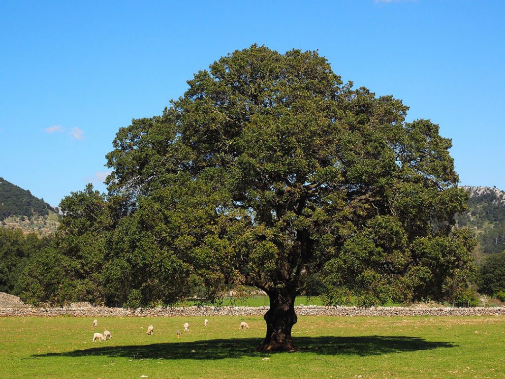 Camphor Tree