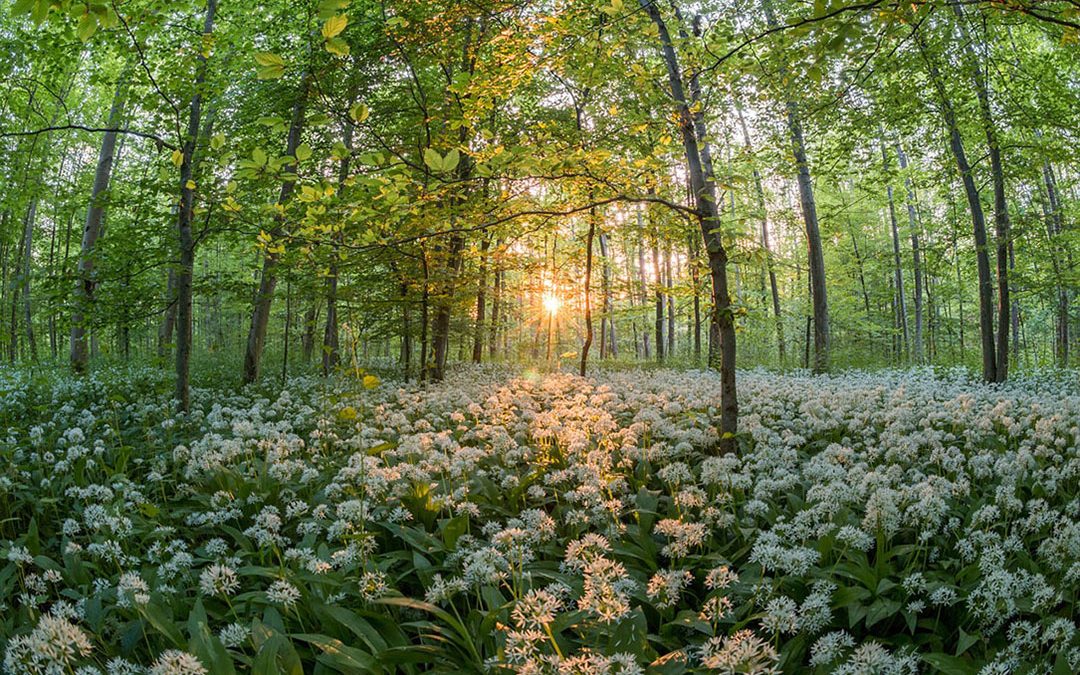 Foraging Ramsons