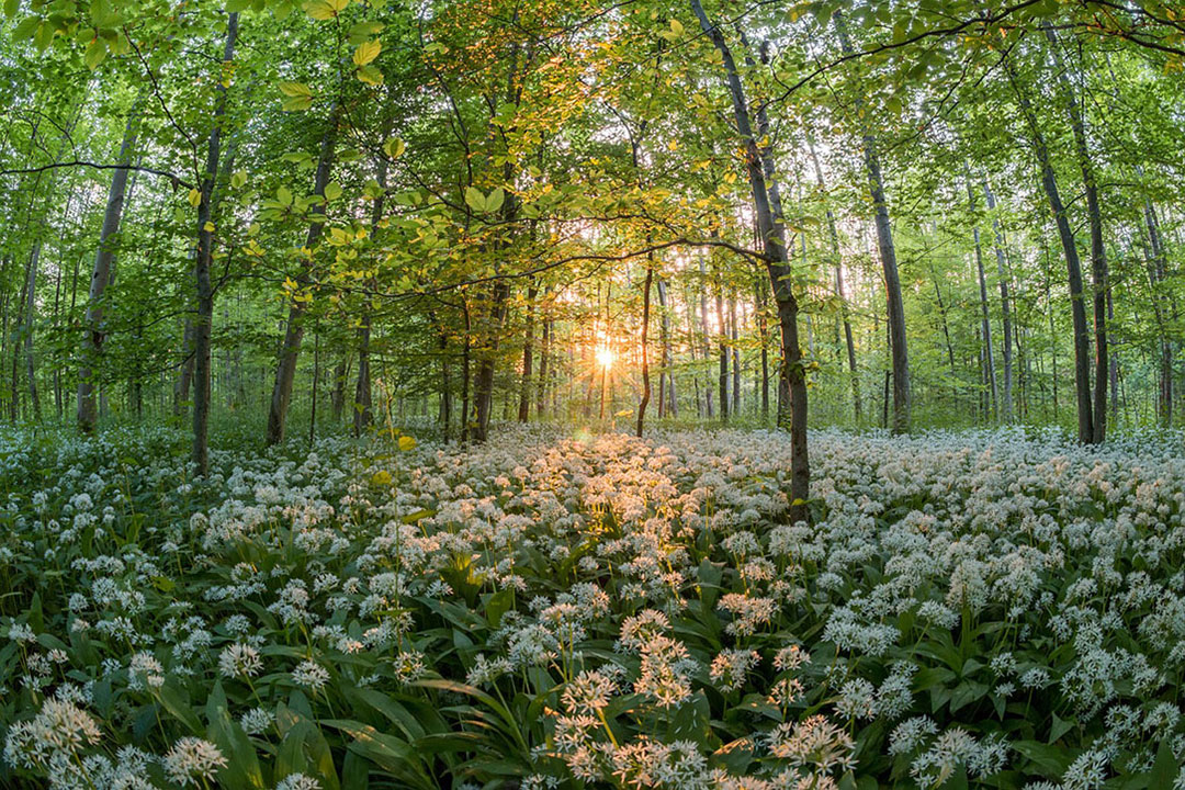 Ramsons Forest
