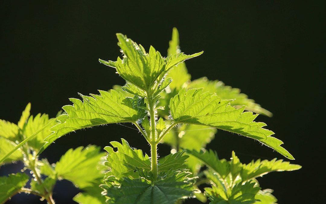 Stinging Nettles