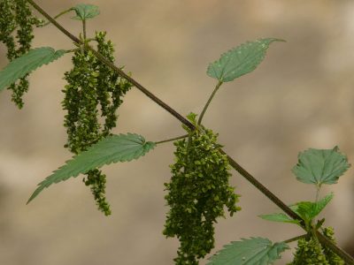 stinging nettle flowers