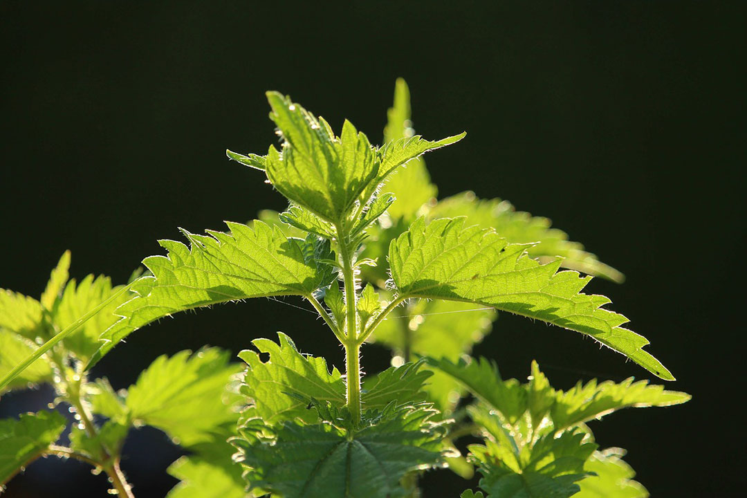 stinging nettle