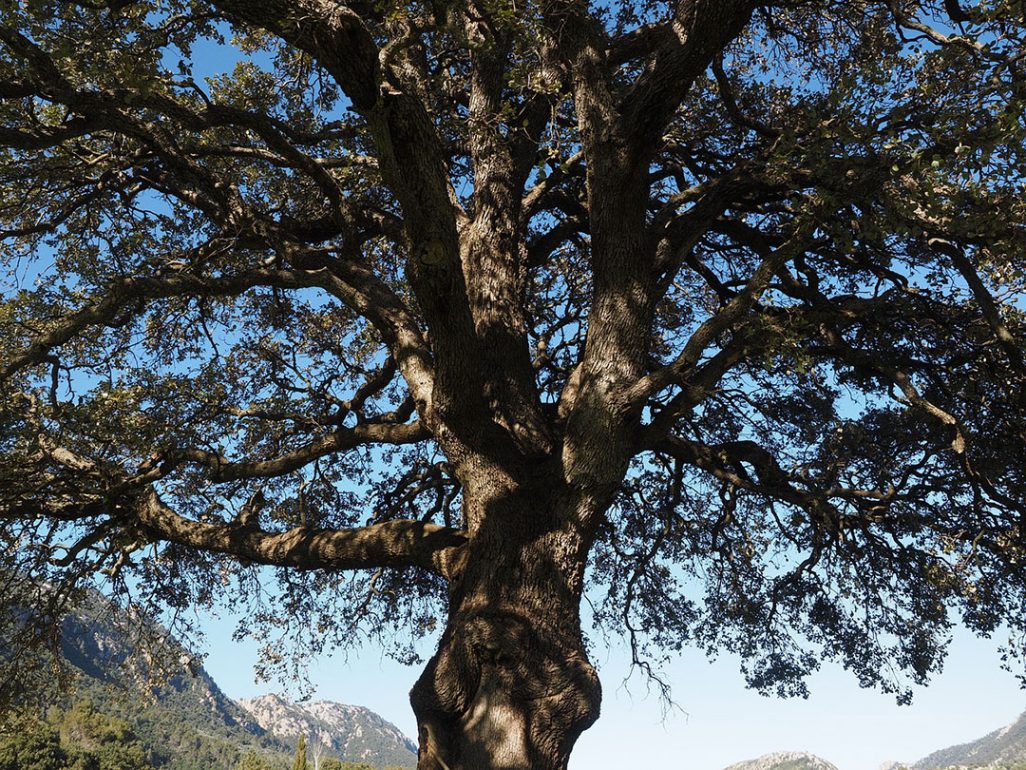 frontiers-a-chromosome-level-genome-of-the-camphor-tree-and-the