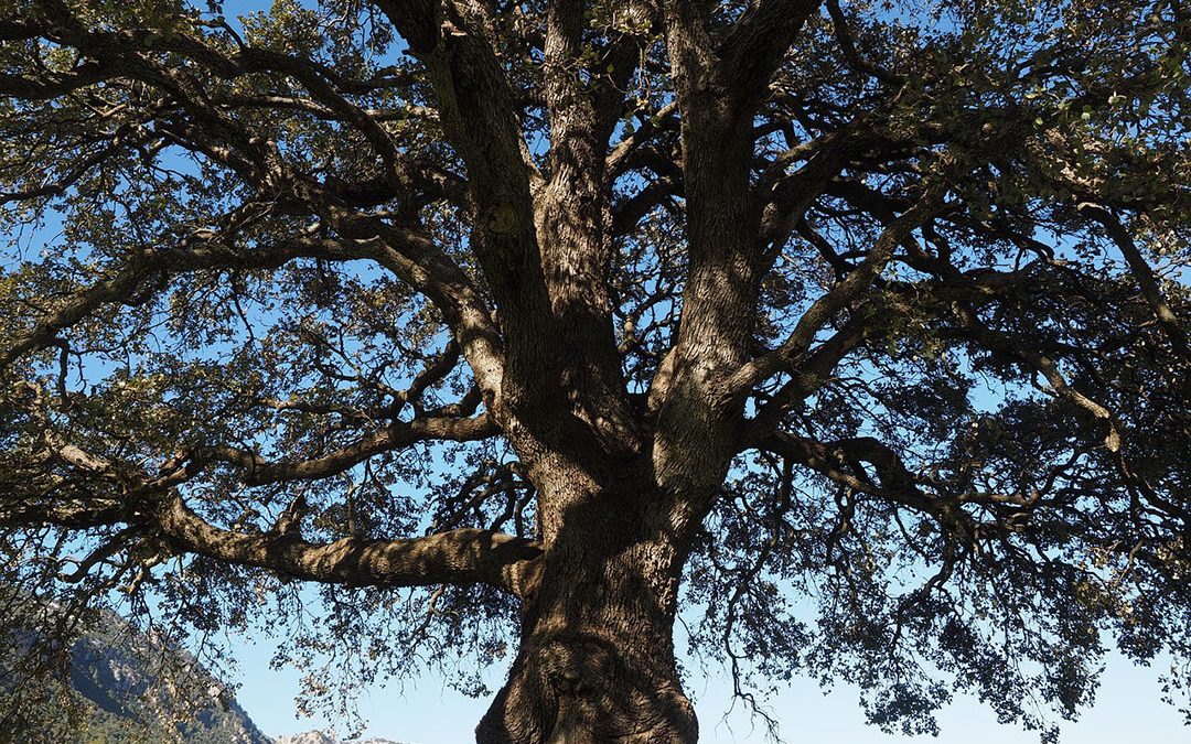 The  Camphor Tree