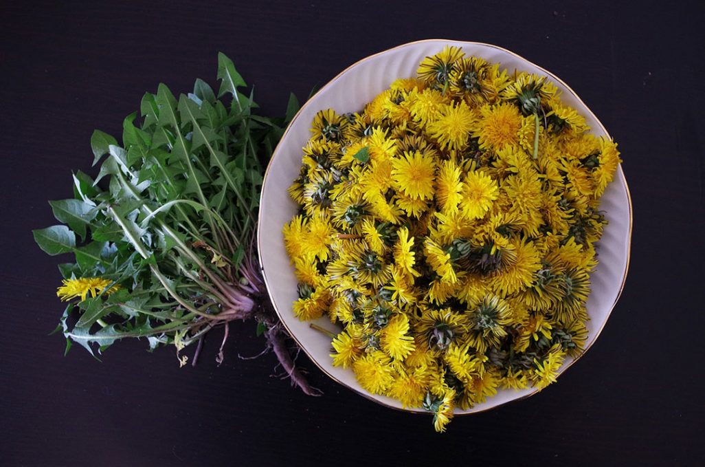 Dandelion Flowers