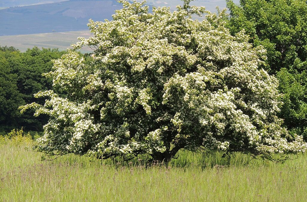 Why Hawthorn is your heart’s best friend