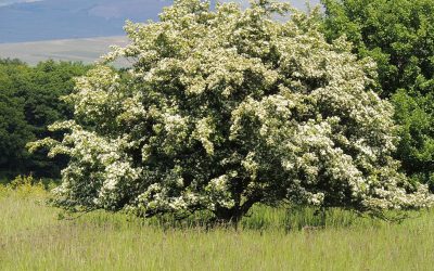 Why Hawthorn is your heart’s best friend