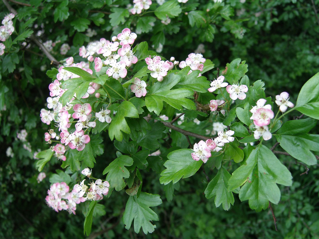 Hawthorn Blossom