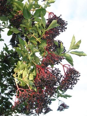 elderberries