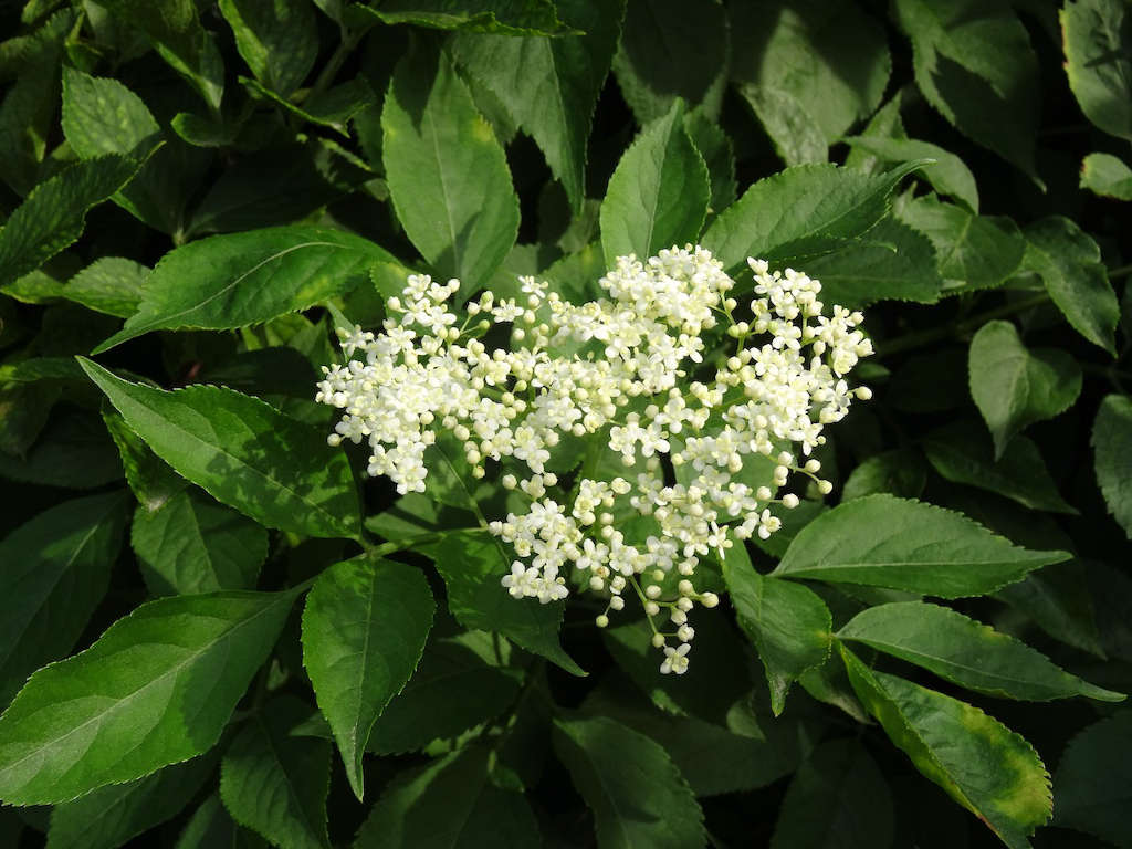 The Elder-Tree in myth, medicine and magic - Sacred Earth