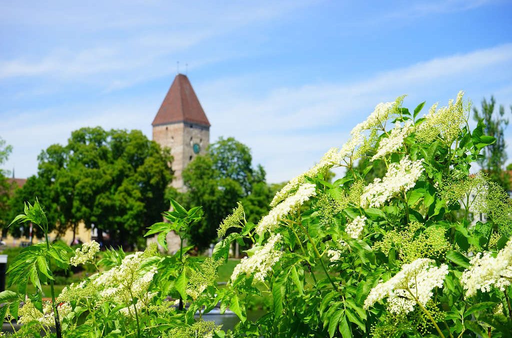 All about the Elder-tree – its myths, magic, and medicine