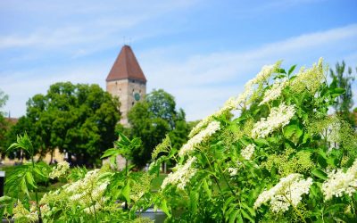 All about the Elder-tree – its myths, magic, and medicine