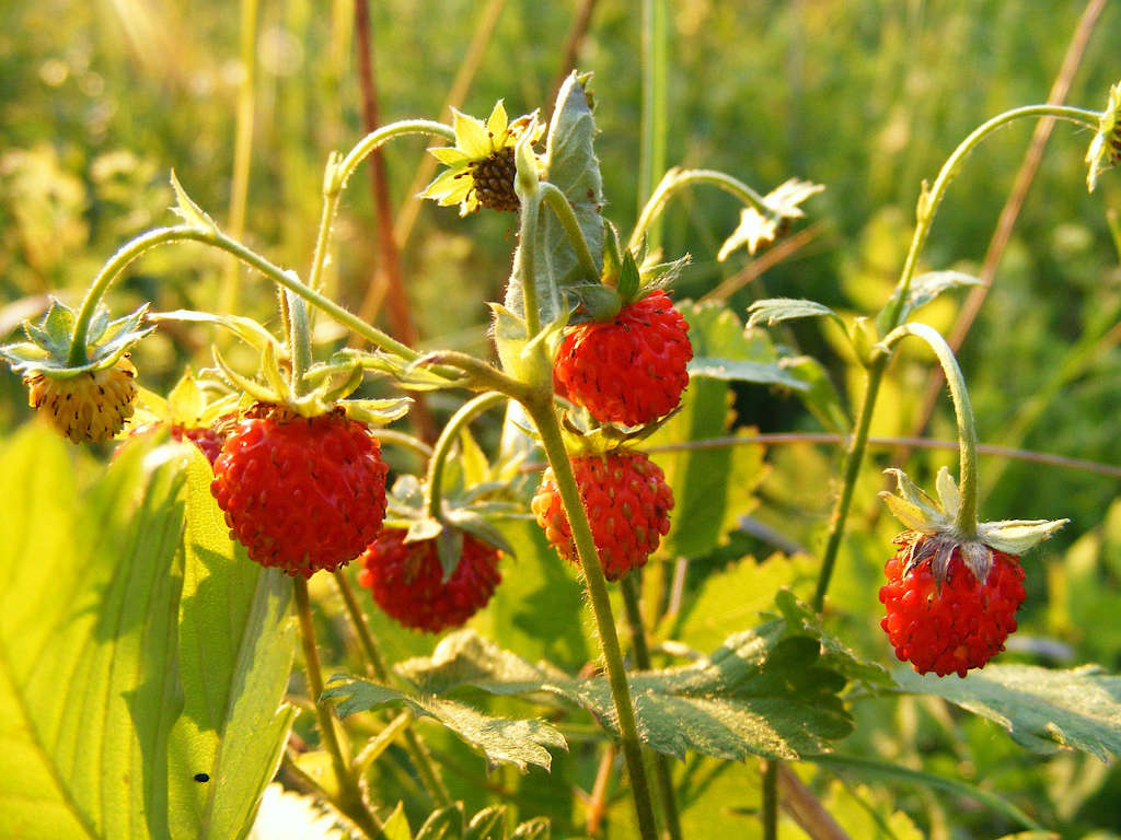 Foraging Wild Strawberry