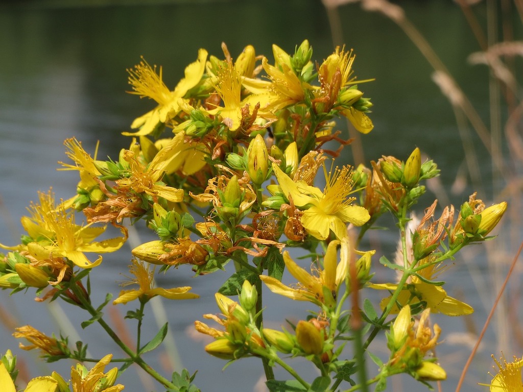 At John's Wort