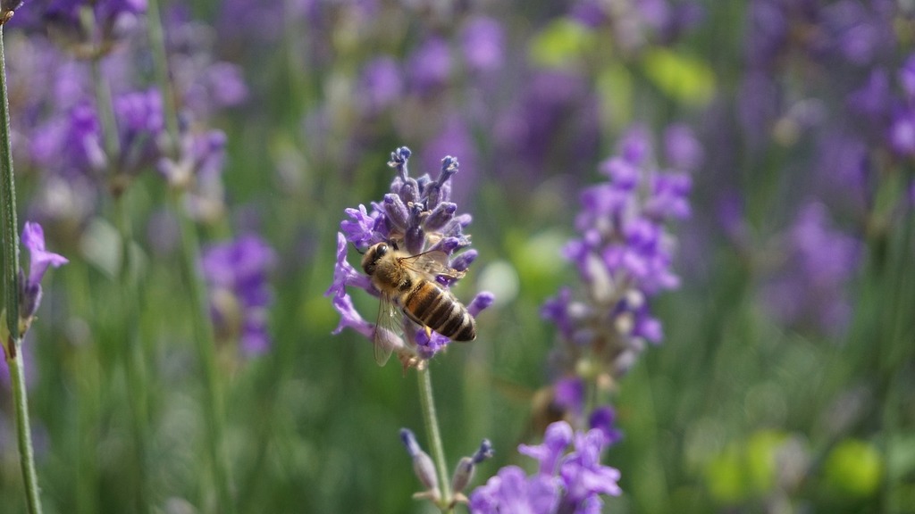 Lavender