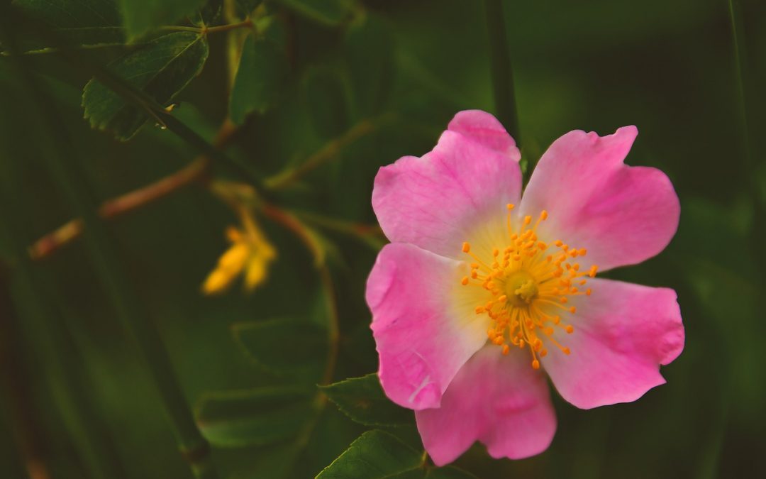 Plant Profile: Medicinal Uses of Rose