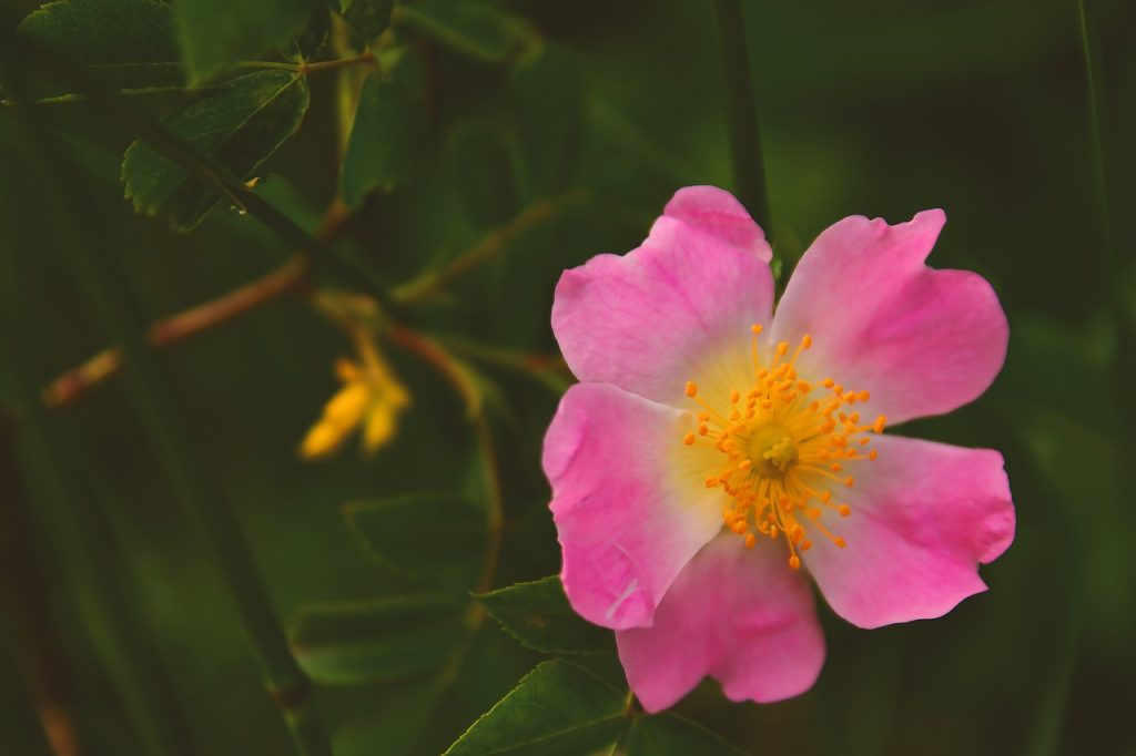 wild rose