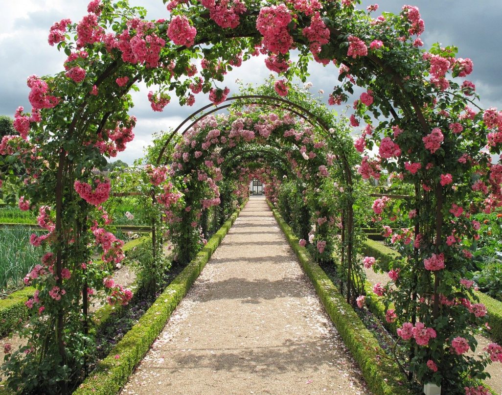 rose garden