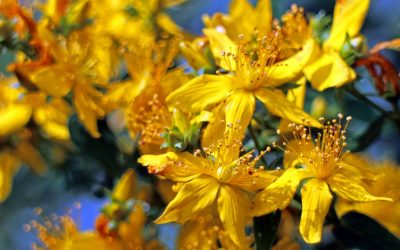 Plant Profile: St. John’s Wort